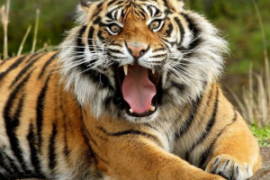 Az egyik az állatkertben lengyelországban a tigris szeletek szeletek a gondnok
